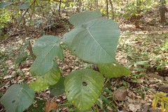 Macaranga indica